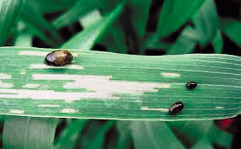 Личинки вигризають зверху листків довгасті смужки, не займаючи шкірки листка зі зворотного боку