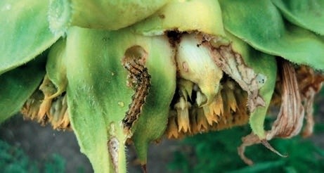 Гусениця бавовникової совки на кошику соняшника
