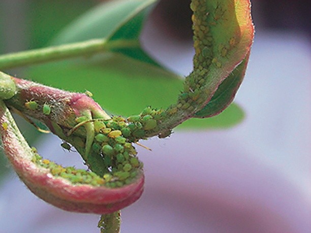 Зелена яблунева попелиця (Aphis pomi Deg.)