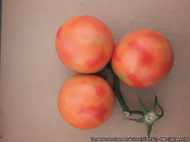 Типові симптоми ToBRFV на плодах томатів