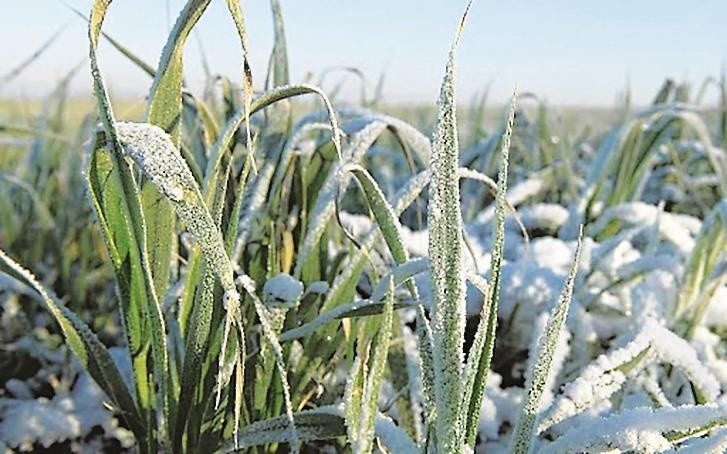 Значну роль у забезпеченні  зимо- та морозостійкості озимини  відіграє абсцизова кислота