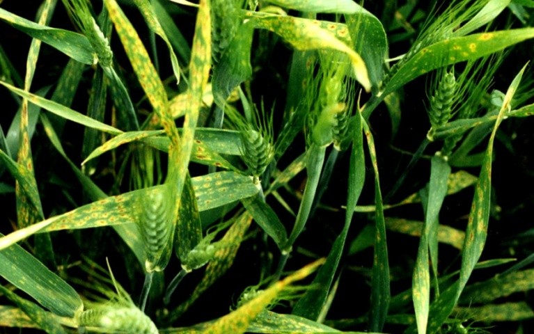 Рис. 7 Симптоми розвитку піренофорозу Pyrenophora triticirepentis на озимій пшениці