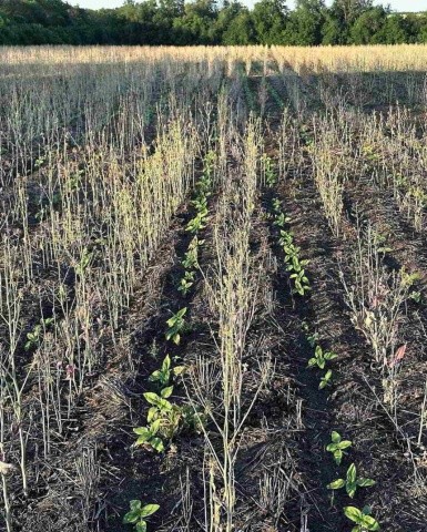 Точний висів дає змогу розподілити насіння на потрібну глибину і отримати дружні сходи