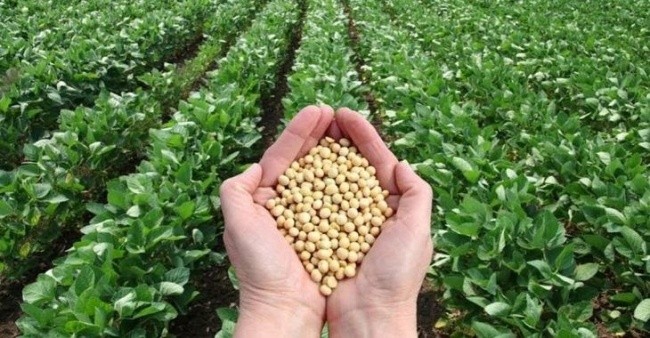 ЗЗР зберігають генетичний потенціал насіння, а інокулянти і біостимулятори підвищують врожайність