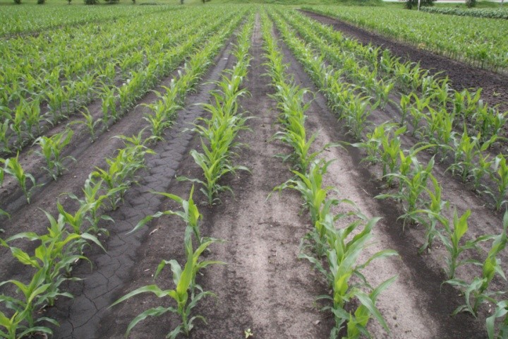 Всходы кукурузы, кукурузное поле