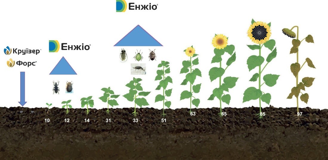 Рис. 5. Схема застосування Енжіо® 247 SC на соняшнику
