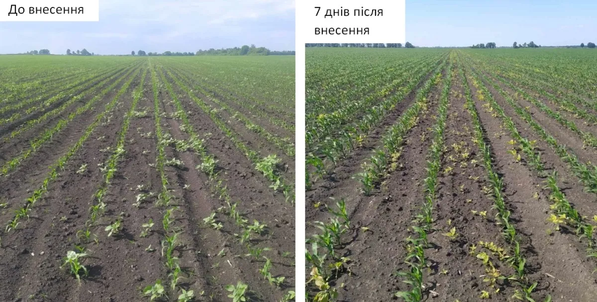 Дія на злакові та дводольні бур’яни і падалицю імі-соняшнику. Сігур, 300 г/га + Омега Плюс, 0,6 л/га.