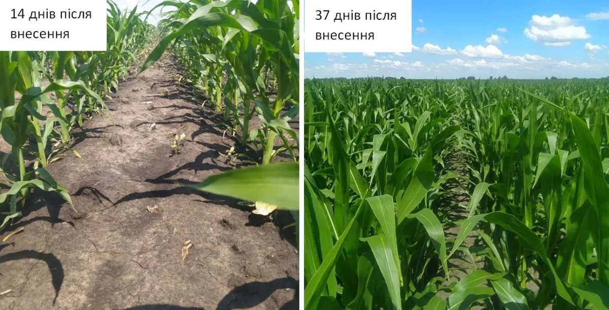 Дія на злакові та дводольні бур’яни і падалицю імі-соняшнику. Сігур, 300 г/га + Омега Плюс, 0,6 л/га.