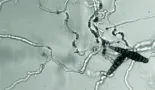 Fluopyram