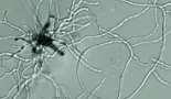 Fluxapyroxad