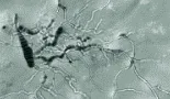 Penthlopyrad