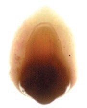 Летюча сажка ячменю: загальний вигляд ураженого колосу (ліворуч); здоровий зародок насінини ячменю (праворуч)