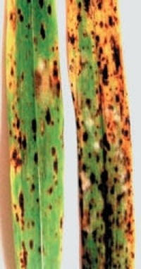 - Діагностичні ознаки сітчастого гельмінтоспоріозу на листках у фазі наливання зерна