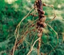 Рис. 1. Азотфіксувальні бульбочки на коренях рослин сої