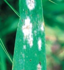 Симптоми борошнистої роси та спороношення гриба Blumeria graminis