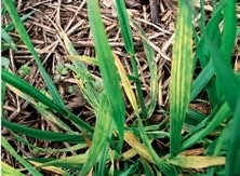 Рослини, уражені вірусом смугастої мозаїки пшениці (ВСМП)