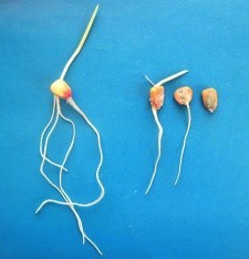 Пліснявіння насіння, спричинене Penicillium spp.: проростання здорової насінини (ліворуч) та уражених (праворуч)    