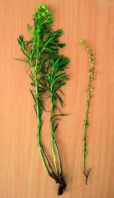 Рослини молочаю: здорова (ліворуч) та уражена грибом Uromyces striatus (праворуч)