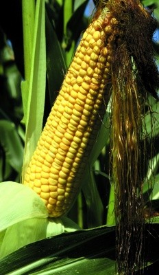 У рай­о­нах з не­до­статнім зво­ло­жен­ням не ре­ко­мен­дується висіва­ти ку­ку­руд­зу після куль­тур, які ви­су­шу­ють ґрунт на знач­ну гли­би­ну