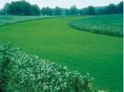 чергування посівів люцерни й кукурудзи
