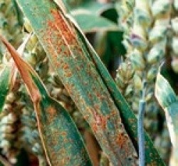 Зараження пшениці збудником бурої іржі відбувається лише за наявності краплинної вологи та певної температури
