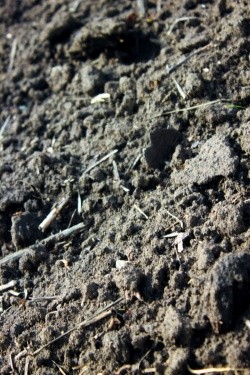 Рослини погано засвоюють фосфор із холодного, не прогрітого сонцем ґрунту