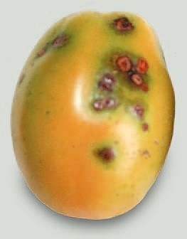 Симптоми бактеріального раку на поверхні листкових пластин та плодів томатів: а — плями з водянистими краями й запалим центром