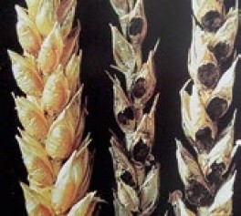 Тверда сажка пшениці