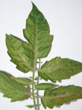 Симптоми чорної бактеріальної плямистості на поверхні листкових пластин та плодів томатів: а - темні плями розміром 3–5 мм