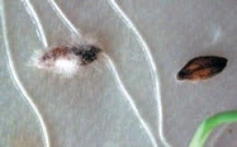 Насіння ячменю у вологій камері: уражене фузаріозом (ліворуч) та грибом Alternaria spp. (праворуч)
