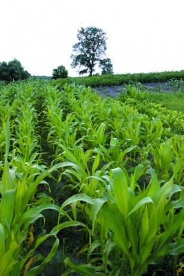 Ку­ку­руд­за на більшості типів ґрунтів не­га­тив­но ре­а­гує на вес­ня­ну оран­ку