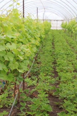 Виноград и клубника в закрытом грунте