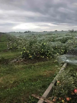 Протиградова сітка, опори якої повалив вітер