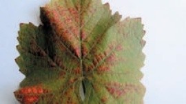Симптоми пошкодження листка темних сортів винограду кліщами