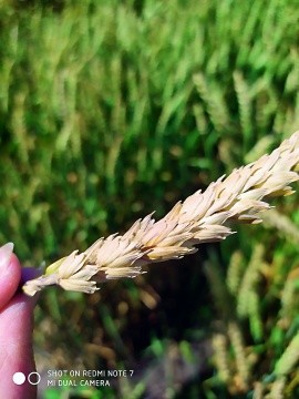 Зерно уражене фузаріозом виділяє мікотоксини, що викликають отруєння людей і тварин