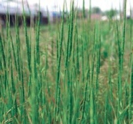 Егілопс і пшениця можуть гібридизуватися
