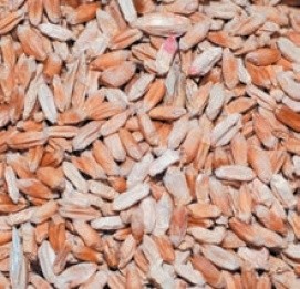 Зерно, заражене фузаріозом