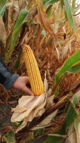 Товарні посіви кукурудзи восени 2020-го