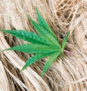 Потребность в конопле список стран легализации марихуаны
