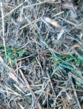 пошкодження рослин пшениці полівками