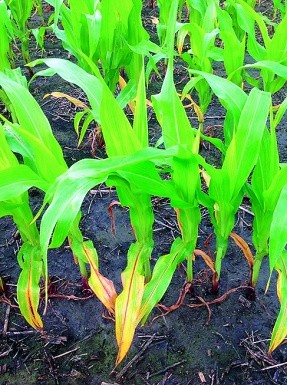 Прояв дефіциту азоту на кукурудзі