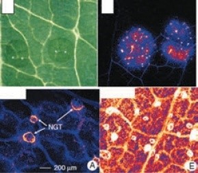 Рис. 2. Розподіл Zn у тканинах листя соняшнику через 15 хв та 6 год після нанесення розчину. Світлові мікрофотографії (а) та μ-XRF зображення (b), Li et al, 2019.