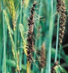 Колоски пшениці, уражені летючою сажкою