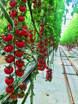 У фазі інтенсивного плодоношення томатів потреба у борі зростає