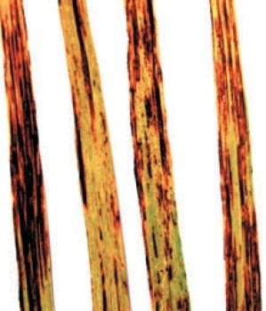 Діагностичні ознаки смугастого гельмінтоспоріозу на листках у фазі наливання зерна
