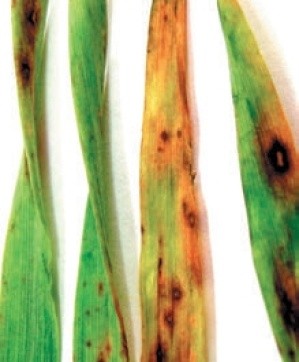 Темно-бура плямистість (фаза колосіння пшениці озимої)