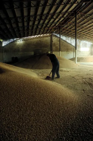 Зерно, заражене і забруднене продуктами життєдіяльності комірних шкідників, стає непридатним для виробництва і споживання
