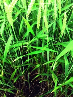 Після внесення Елатус® Ріа в нормі 0,6 л/га борошнистої роси й інших хвороб ми не спостерігали до самого збирання пшениці