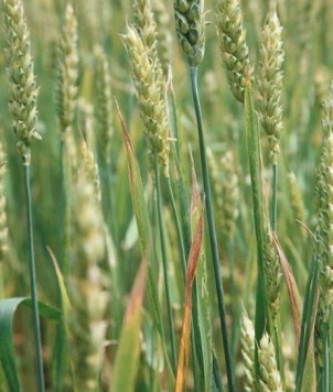 Початок воскової стиглості характеризується тим, що зерно втрачає зелене забарвлення