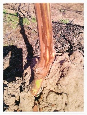 Рисунок 5. Пошкодження багаторічної деревини винограду